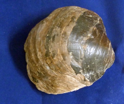 Fossil oyster, Gryphaea dilatata; Phylum: Mollusca Class: Bivalvia ...