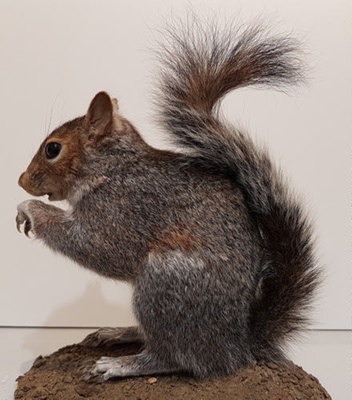 Grey squirrel; 1/NZ/1259 | eHive
