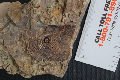 Bivalve; Paleontology; Mahantango formation Beltzville Dam, Carbon County,  Penns... on eHive
