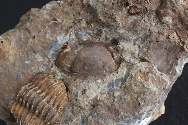 Trilobite; Paleontology; Mahantango Formation Beltzville Dam, Carbon 