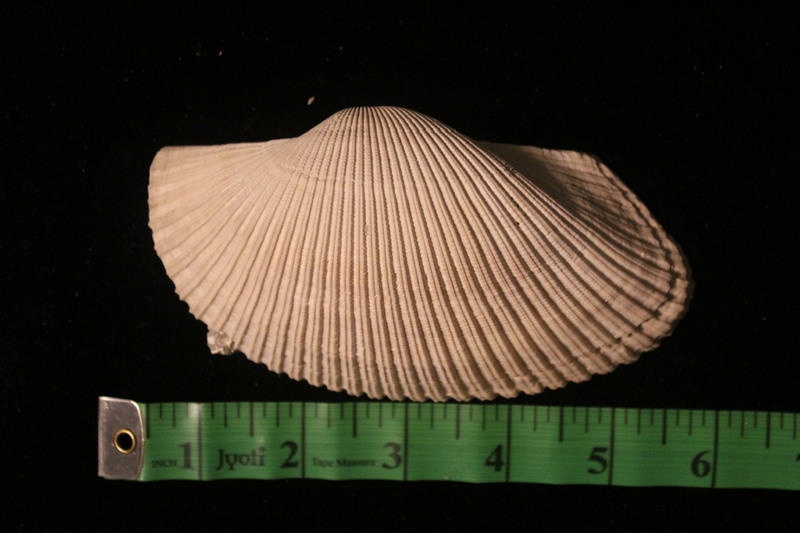 Ark clam; Anadara lienosa (Say, 1832); Paleontology; Mixed Pleistocene