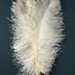 Fixed Feather Fan; circa 1920; LDFAN1986.5
