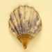 Miniature Fontange Fan; c.1920; LDFAN2011.16