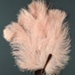 Feather Fan; c. 1920; LDFAN2003.92.Y
