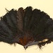 Feather Fan; c. 1880s; LDFAN2003.256.Y