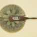 Olive wood fan; c. 1870; LDFAN2016.86