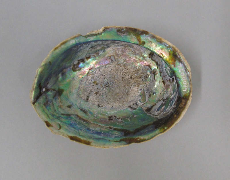 Paua shell; Specimen, Zoological specimen; 2013.1.165 | eHive