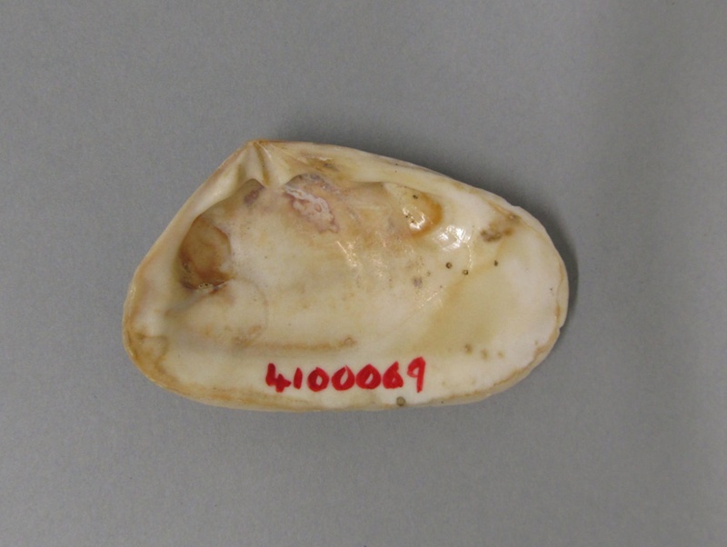 Pipi or tuatua shell; Specimen, Zoological specimen; 2013.1.166 on NZ Museums