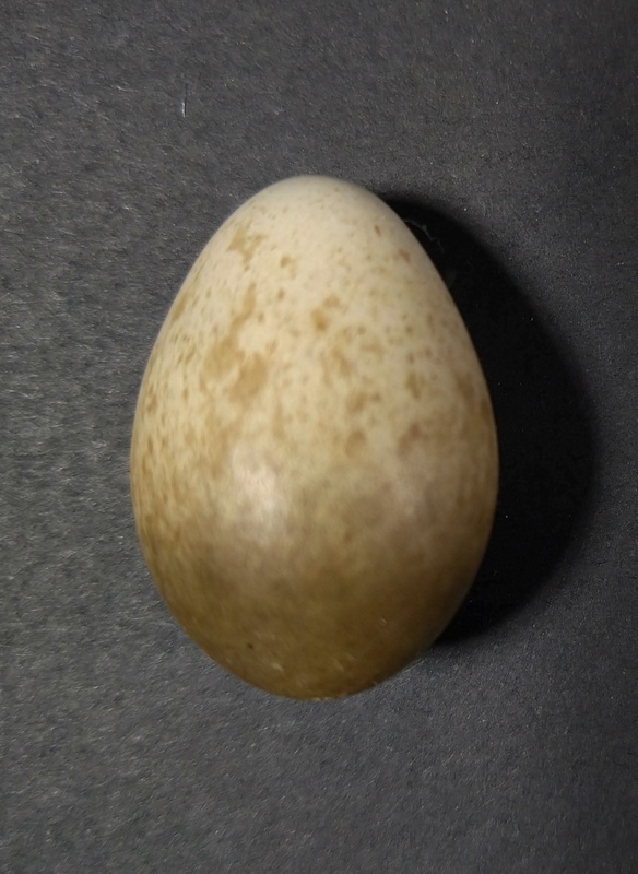 Skylark egg; Specimen, Zoological specimen; 2022.11.39 on NZ Museums