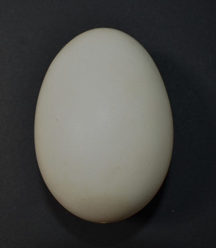 Brown duck egg; Specimen, Zoological specimen; 2022.11.11 eHive
