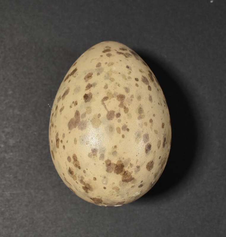 Gull egg; Specimen, Zoological specimen; 2022.11.5 | eHive