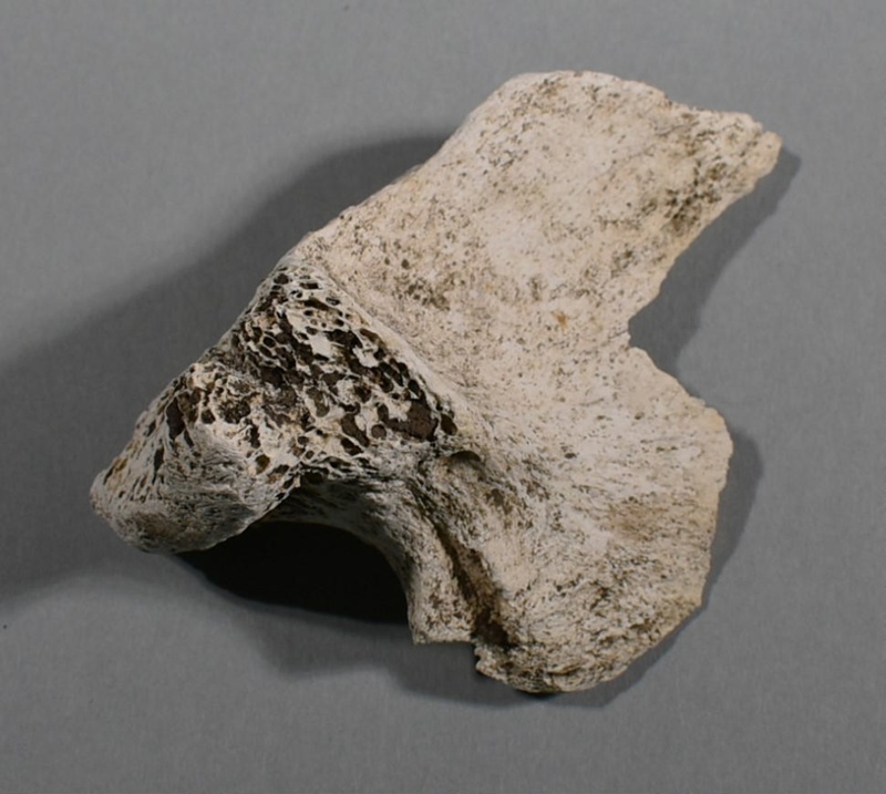Bone; Specimens, Zoological specimens; Ongare Point Village; 2022.1.90 on NZ Museums