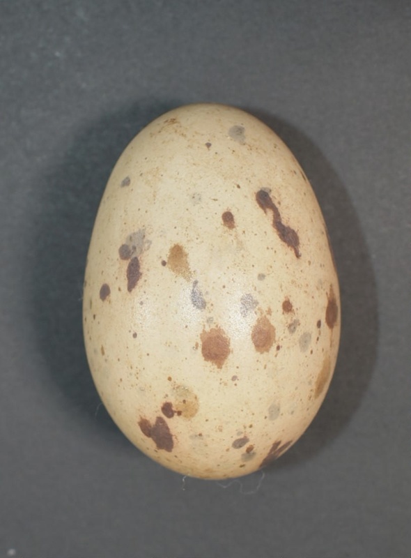 Pukeko egg; Specimen, Zoological specimen; 2022.11.2 | eHive