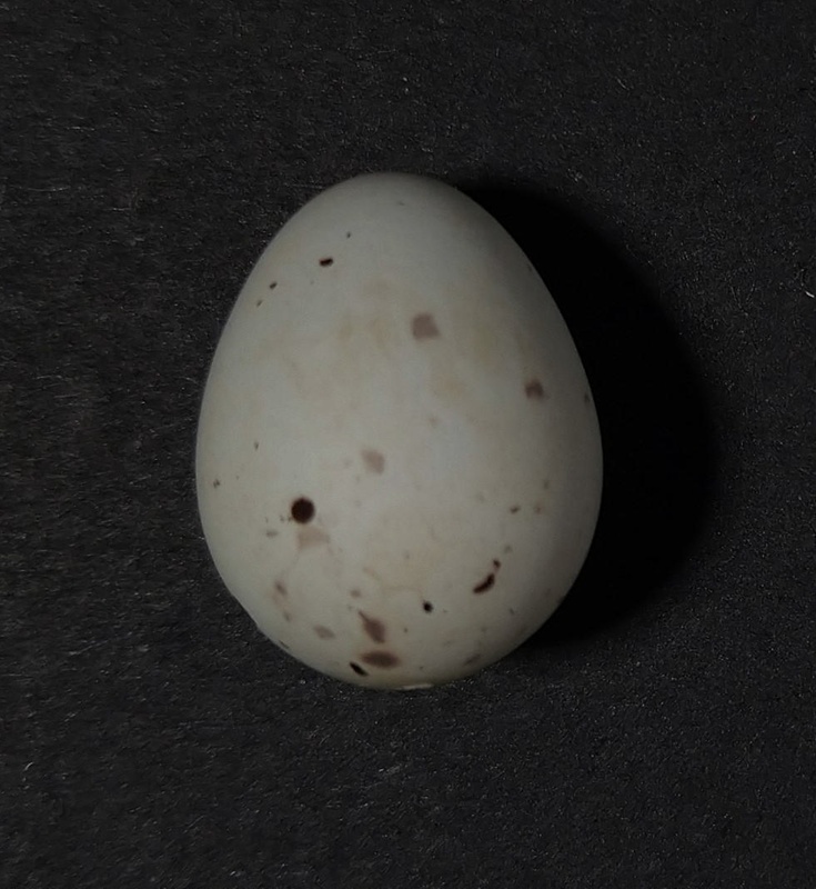 Goldfinch egg; Specimen, Zoological specimen; 2022.11.40 | eHive