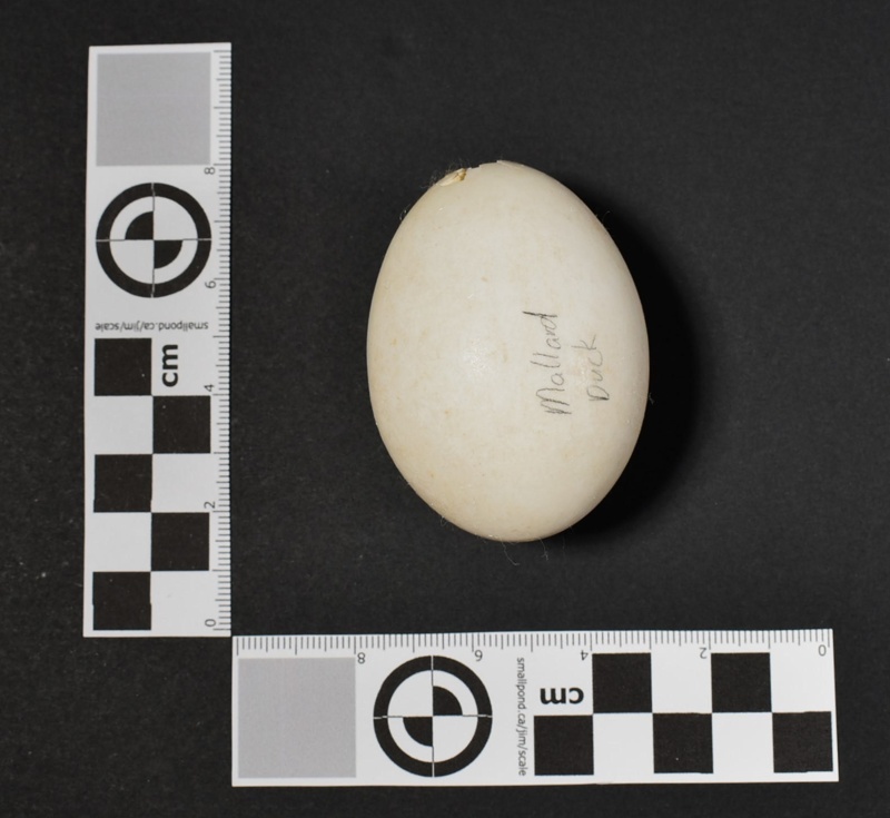 Mallard duck egg; Specimen, Zoological specimen; 2022.11.10 on NZ Museums