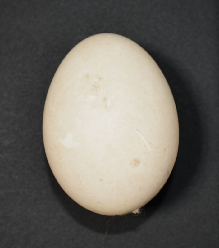 Muscovy duck egg; Specimen, Zoological specimen; 2022.11.12 eHive