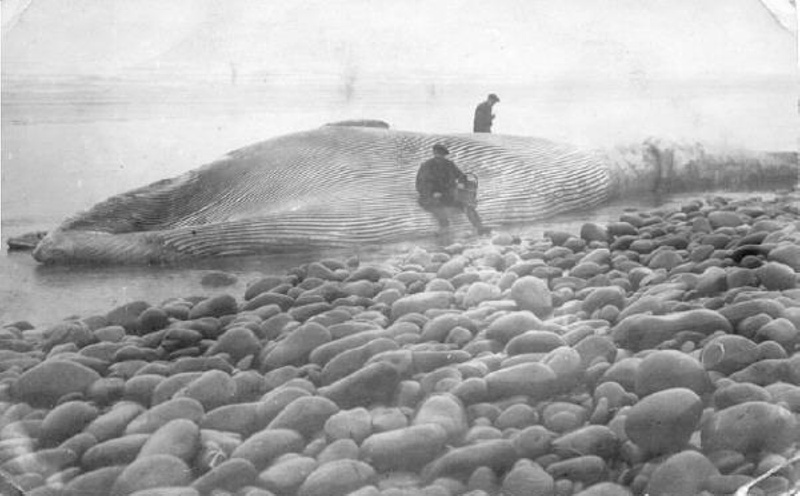 Beached Whale at Westward Ho! 1900; Photographer: Unknown; 1900; 245 ...