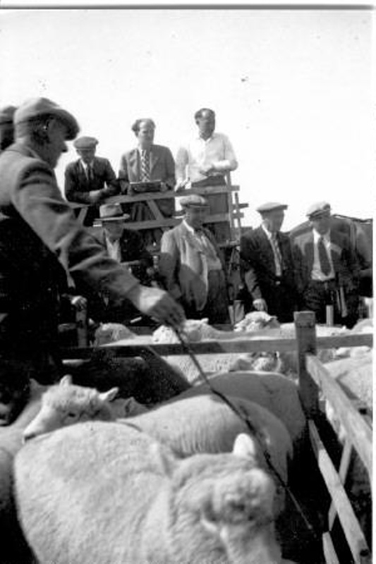 South Molton Sheep Fair 1947; 1947; 435457 eHive