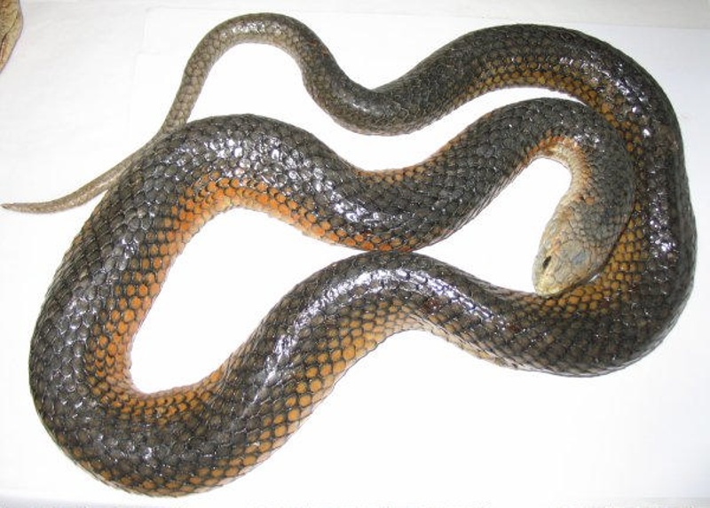 Copperhead Snake; Flinders Island; FHR_00054 eHive