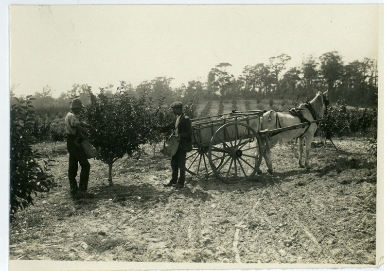 Two men and a horse and cart in an orchard at West Arm, Tasmania 