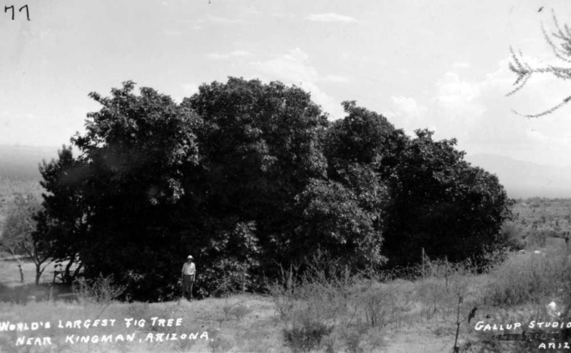 World's largest fig tree.; 3982 | eHive