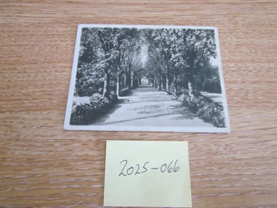 View  in  Belle Vue Park, Lowestoft; LOWMS.2025.066
