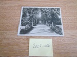 View  in  Belle Vue Park, Lowestoft; LOWMS.2025.066