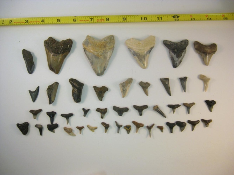 Sharks Teeth; 2013.1.557 | eHive