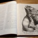 Book: Gravid Uterus; 1774; AR#6