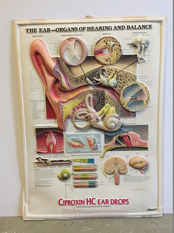 Poster: The Ear - Organs of Hearing and Balance; Ca 1997; AR#768 | eHive