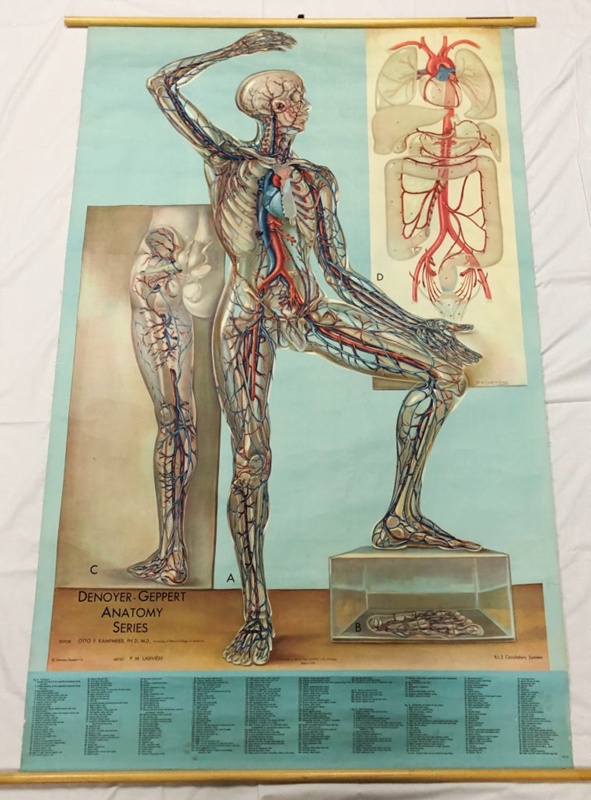 Equipment: Denoyer-Geppert Anatomical Chart - Circulatory System; Ca ...