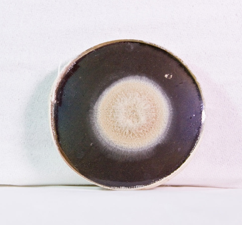 Pathology: Petri Dish of Penicillium Notatum; 1948; AR#4620