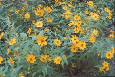 Coreopsis major Greater tickseed; Asterales--Asteraceae; Native plant (Virginia)