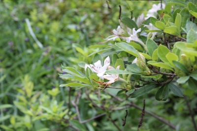 Rhododendron viscosum Swamp Azalea