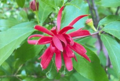 Calycanthus floridus Carolina Allspice; Laurales--Calycanthaceae; Native plant (Virginia)