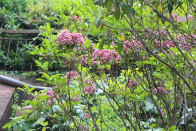 Kalmis latifolia Mountain Laurel