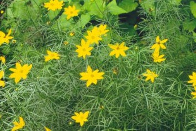 Coreopsis verticillata Whorled coreopsis; Asterales--Asteraceae; Native plant (Virginia)