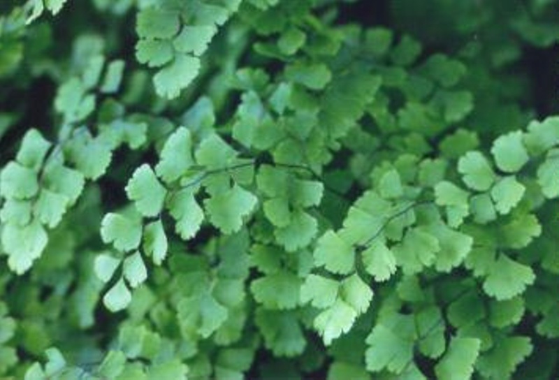 Adiantum capillus Southern Maidenhair Fern; Polypodiales--Pteridaceae ...