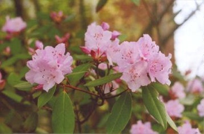 Rhododendron carolinianum Carolina rhododendron; Ericales--Ericaceae; Introduced species