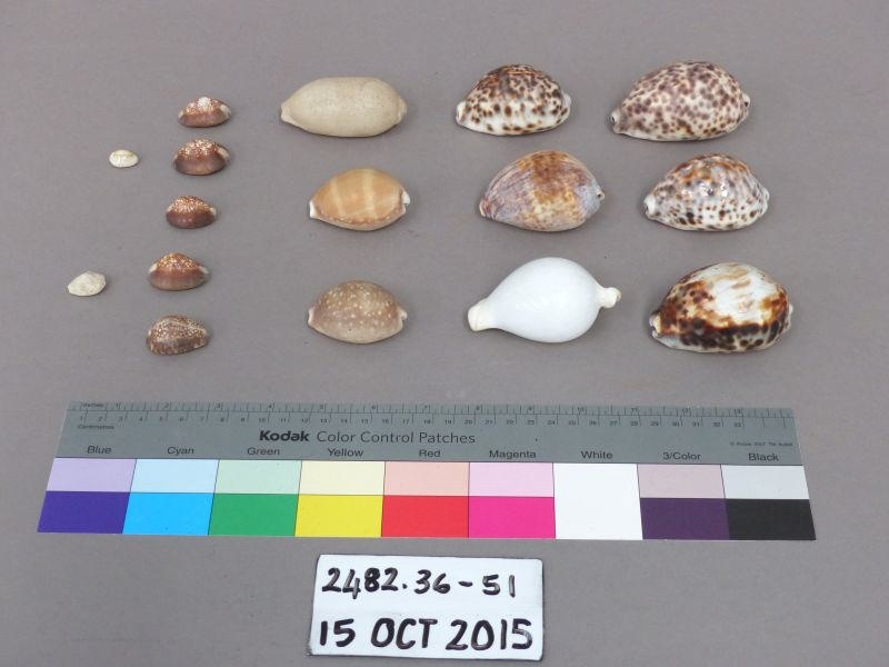 Sea shell; 2482.41 | eHive