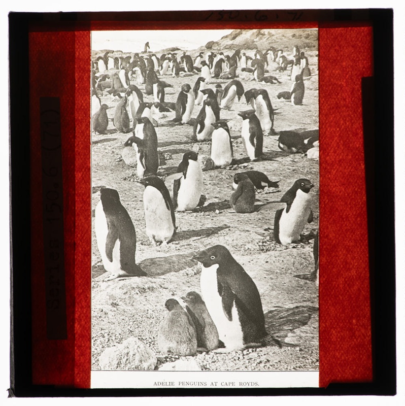 Adelie Penguins at Cape Royds. image item