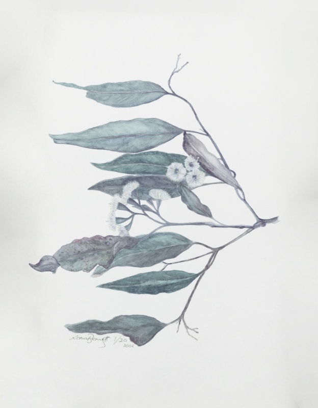 Australian Flora; Bennett, Sonia; 2006; BCC BNT 003