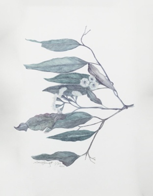 Australian Flora; Bennett, Sonia; 2006; BCC BNT 003