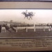 Verdoc (Race Horse); PH 1002