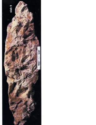 Canowindra Slab 9; Multiple; Canowindra Dig site 
Fish Fossil Drive Canowindra; S-1995-009