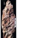 Canowindra Slab 9; Multiple; Canowindra Dig site 
Fish Fossil Drive Canowindra; S-1995-009