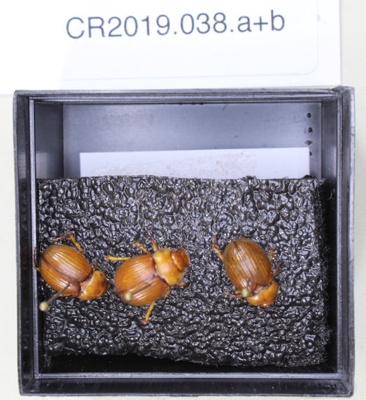 3 chafer beetles pinned to a foam mount ; Beetle; Cromwell Chafer Beetle Reserve; CR2019.038
