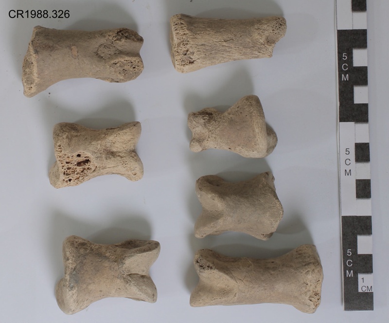Moa bones, unidentified (phalanges?)