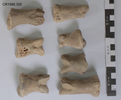 Moa bones, unidentified (phalanges?) image item