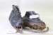 Pair of black adult ice skates; Unknown; Unknown; CR2021.048.1